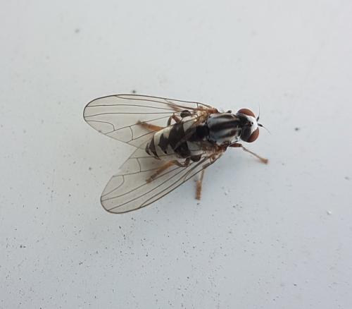 Polyporivora picta